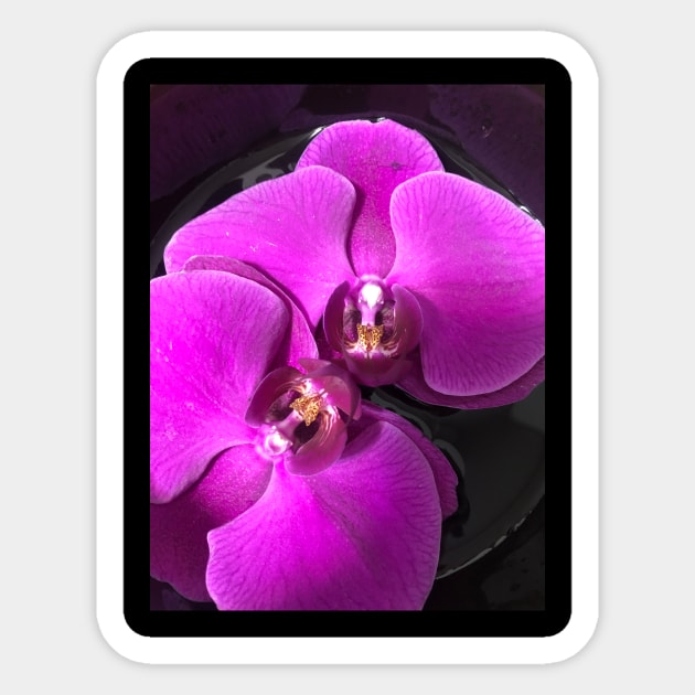 Floating Purple Orchid Sticker by Coco Traveler 